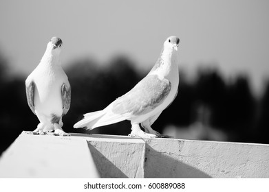 216 Pigeon saddle Images, Stock Photos & Vectors | Shutterstock