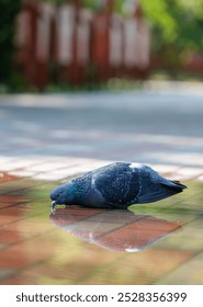 A pigeon is drinking water from a puddle. The reflection of the bird can be seen in the water