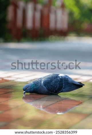 A pigeon is drinking water from a puddle. The reflection of the bird can be seen in the water