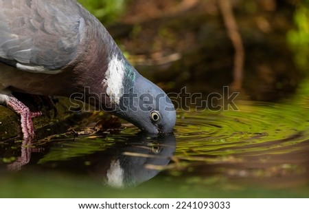 A pigeon drinks water from a puddle. Pigeon drinking. Pigeon drink water. Pigeon eye
