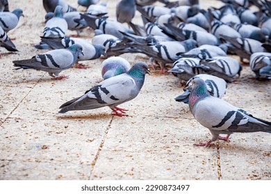 pigeon eating on the ground