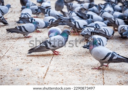 pigeon eating on the ground