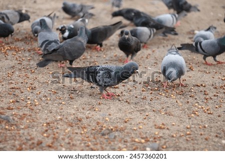 pigeon eating on the ground