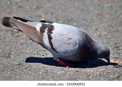 Pigeon eating at the park 