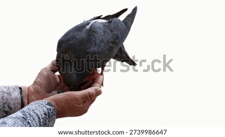 A pigeon eats seeds from a hand, isolated on a white background.