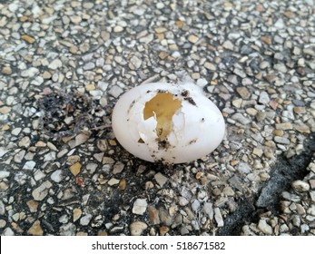 4,174 Pigeon eggs Images, Stock Photos & Vectors | Shutterstock