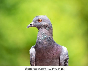 Pigeon Face Closeup Looking Sideways