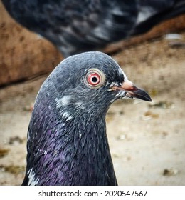 Pigeon Face, Pigeons Portraits. Red Eye