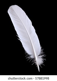 pigeon feather  on the black background