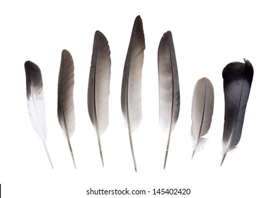 Pigeon Feathers Background