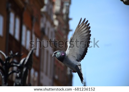 Pigeon, Flappy bird, Gdansk, PL. 02.04.2016. 