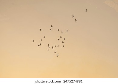 Pigeon Flaying In Aur Against Sun Light Sky. flock of flying pigeon bird against sun light sky.A Beautiful Flock of Bird Flaying Against Sun Light Sky. Selective focus on the subject. - Powered by Shutterstock