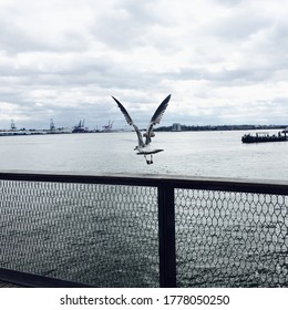 Pigeon Flying Away From Fence Towards River