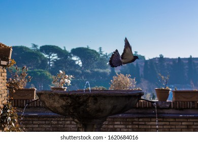 Pigeon Flying Away From A Fountain