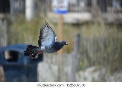 Pigeon Flying Away Near Beach