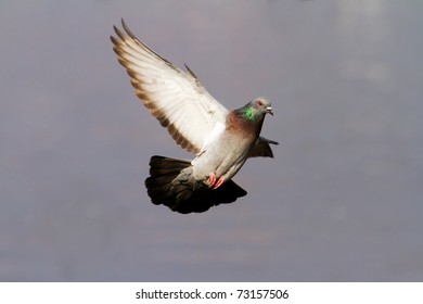 pigeon flying close up