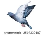 pigeon flying isolated on white background.