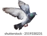 pigeon flying isolated on white background.