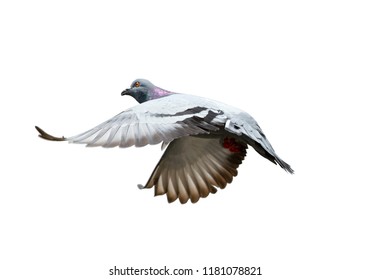 Pigeon Flying Images, Stock Photos & Vectors | Shutterstock