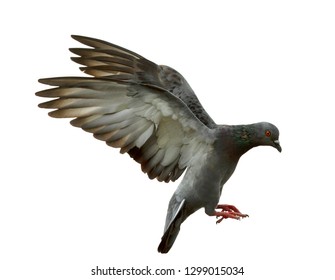Pigeon Flying Isolated On White Background Stock Photo 1299015034 ...