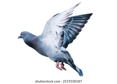 pigeon flying isolated on white background.