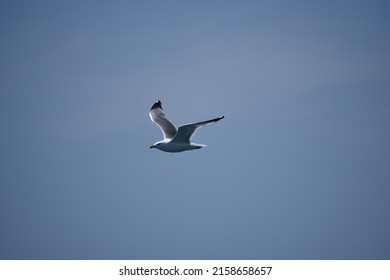 1,049 Pigeon opened beak Images, Stock Photos & Vectors | Shutterstock