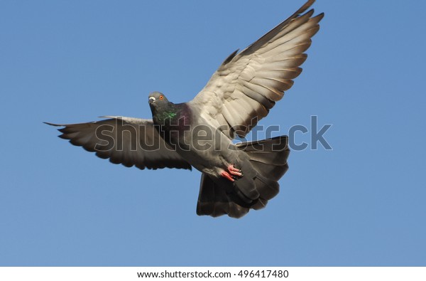 羽を開いて飛ぶハト 青い空の前に翼を広げて空に飛ぶハト の写真素材 今すぐ編集 羽を開いて飛ぶハト 青い空の前に翼を広げて空に飛ぶハト の写真素材 今すぐ編集