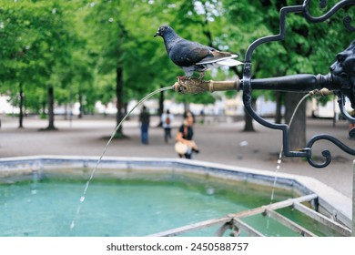 Pigeon and Fountain in Zurich, Switzerland. Public drinking well in city. The water distributed in Switzerland meets very high-quality standards. Lindenhof Hill. Tap Water in Zurich. - Powered by Shutterstock