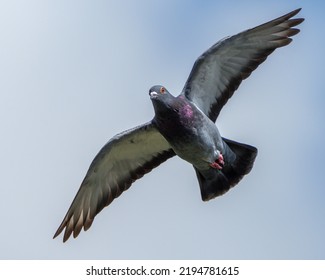 Pigeon Gliding With Blue Sly