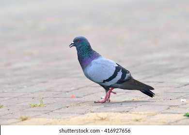 Pigeon Grey Beautiful Pigeon Close City Stock Photo 416927656 ...