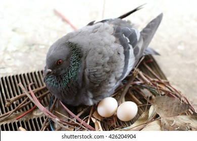 Pigeon Eggs Images Stock Photos Vectors Shutterstock