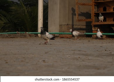 Pigeon high flying bird on floor