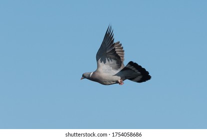 Pigeon Inflight With Low Light Blue Sky