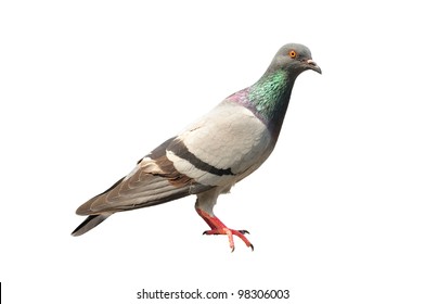 99,929 Pigeons beaks Images, Stock Photos & Vectors | Shutterstock