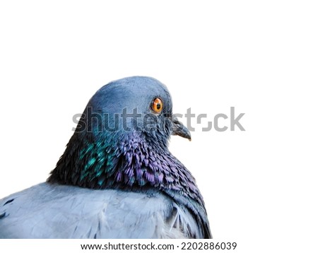 Similar – Image, Stock Photo city bird Animal Bird