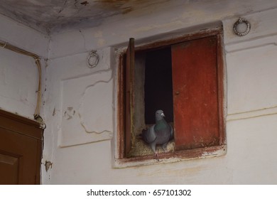 A Pigeon In Jaisalmer Museum