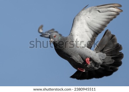 pigeon landing wings open wide