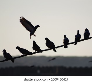 A pigeon is laying on a telephone cable along with other pigeons - Shutterstock ID 1009450417