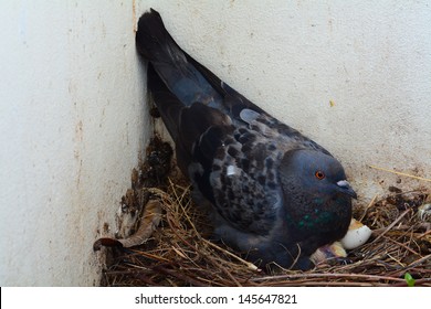 Pigeon With Nest