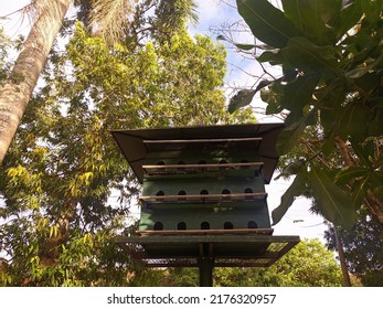 Pigeon Nest On A Park