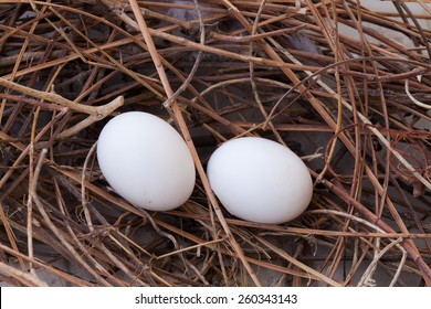 Pigeon Nest And Two Eggs.