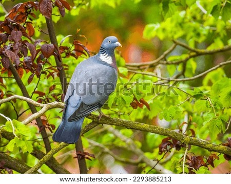 Pigeon on branch among colorful foliage