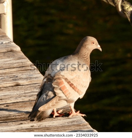           Pigeon on a dock day time. 