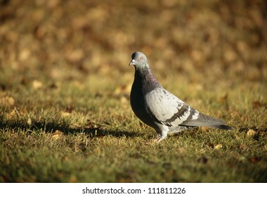Pigeon on grass, close-up - Shutterstock ID 111811226