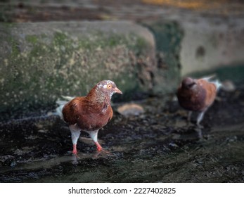 Pigeon on a ground or pavement in a city. Pigeon standing. pigeon on blurry background.  - Shutterstock ID 2227402825