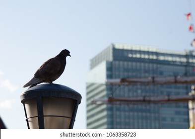 Pigeon On The Rest In The Business District Of Tokyo, Japan. Population In Japan Is One Billion People.