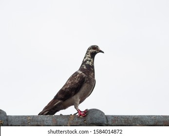 Pigeon On The Roof, Wild Life