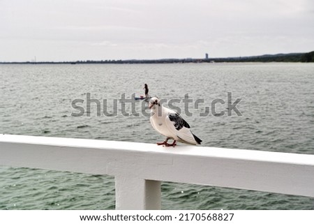Pigeon on the summer walk through the pier railing, Gulf of Gdansk, Baltic Sea, Gdynia Orlowo, Poland.