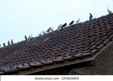 14,778 Pigeons roof Images, Stock Photos & Vectors | Shutterstock