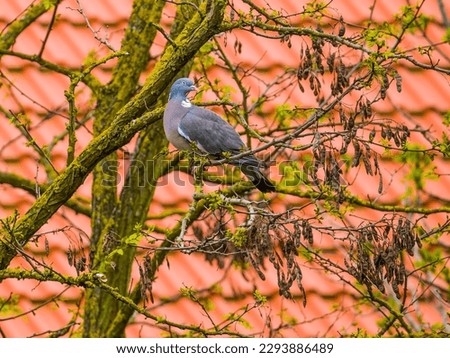 Pigeon on tree branches on red roof background